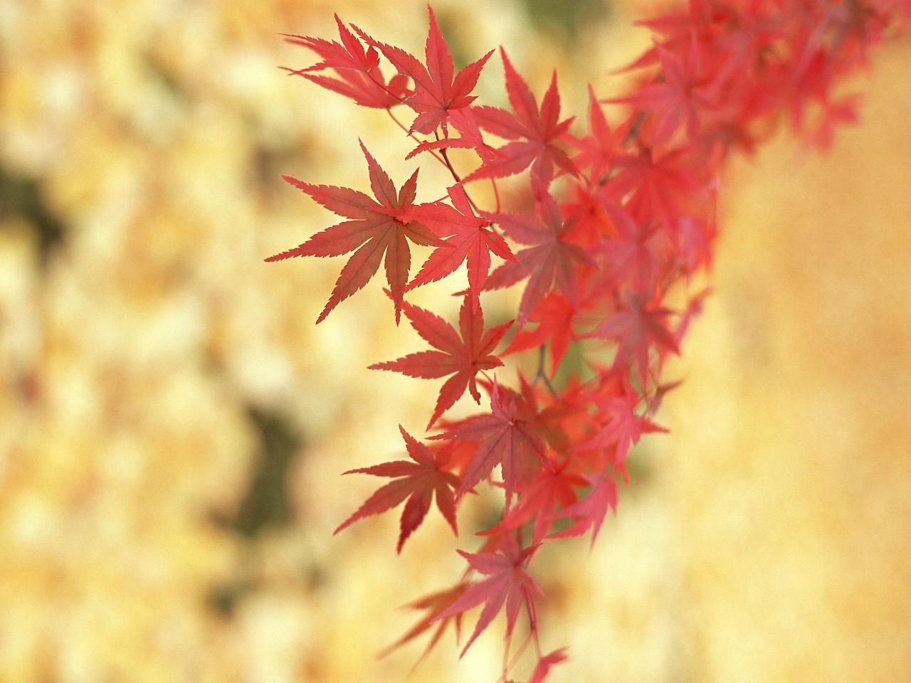Sakuraya Hotel Hatsukaichi Luaran gambar