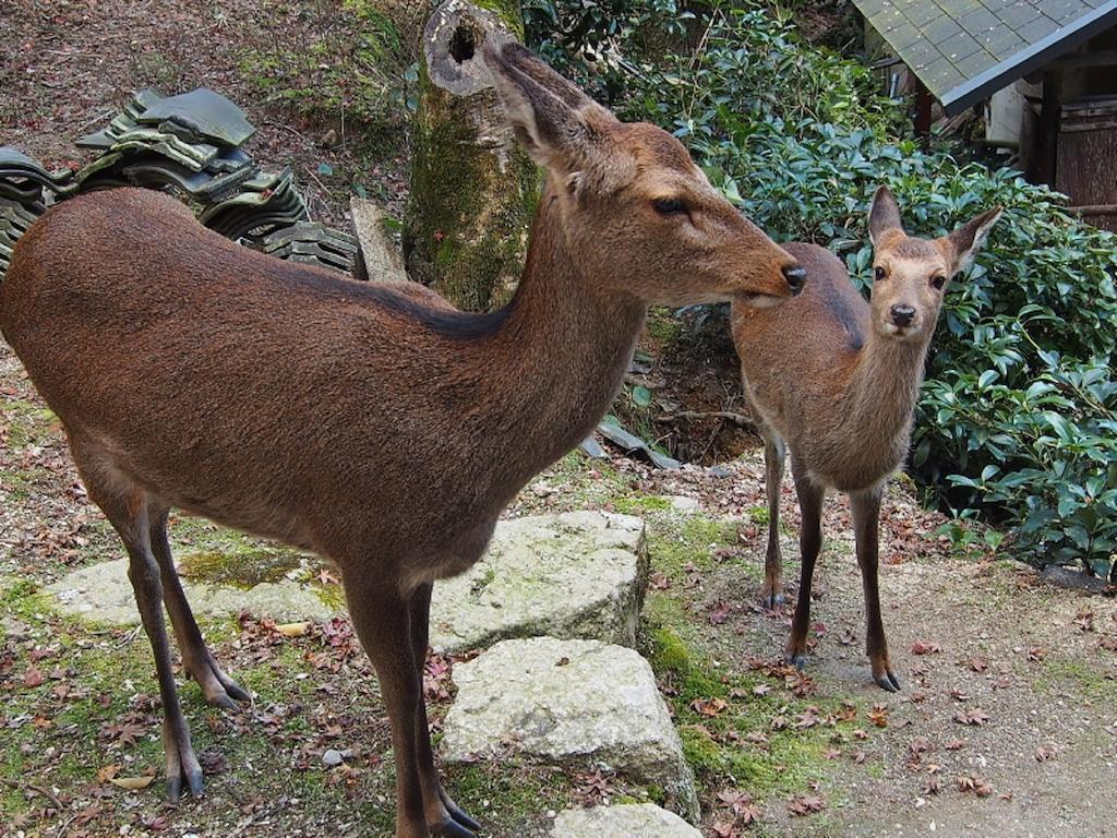 Sakuraya Hotel Hatsukaichi Luaran gambar